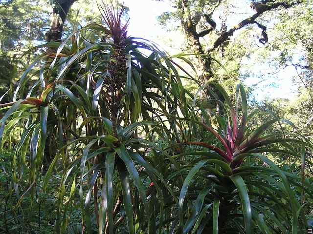 NZ leden-unor 2006 278.jpg